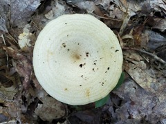 Lactarius maculatipes