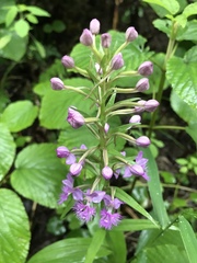 Platanthera grandiflora