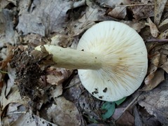 Lactarius maculatipes