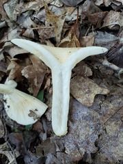 Lactarius maculatipes