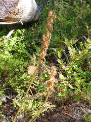 Pedicularis bracteosa