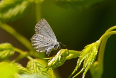 Celastrina nigra