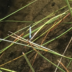 Enallagma cyathigerum