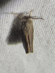 Cryptothelea gloverii