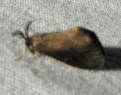 Cryptothelea gloverii