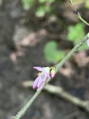 Hylodesmum glutinosum