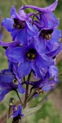 Delphinium elatum