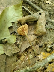 Entoloma setastipes