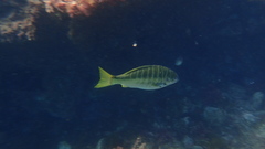 Kyphosus azureus