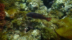 Bodianus pulcher