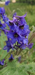 Delphinium elatum