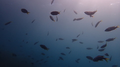 Chromis punctipinnis