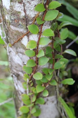 Codonanthopsis macradenia, photograph 4