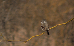 Anairetes flavirostris