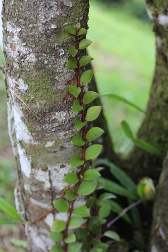 Codonanthopsis macradenia, photograph 5