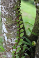 Codonanthopsis macradenia, photograph author not stated, no rights reserved