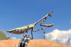 Pseudovates arizonae