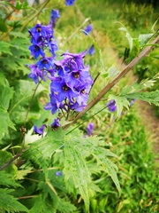 Delphinium elatum