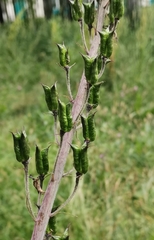 Delphinium elatum