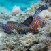 Typical Morays - Photo (c) frahome, some rights reserved (CC BY-NC), uploaded by frahome