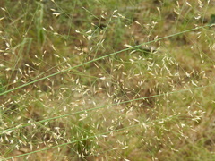 Eragrostis intermedia