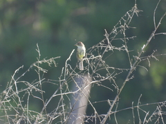 Empidonax albigularis
