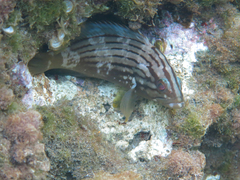 Epinephelus costae