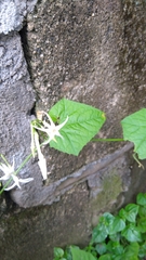 Rytidostylis gracilis