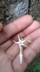 Rytidostylis gracilis