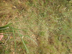 Eragrostis intermedia