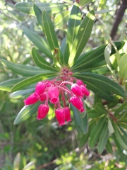 Comarostaphylis glaucescens