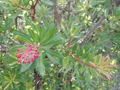 Comarostaphylis glaucescens