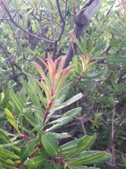 Comarostaphylis glaucescens