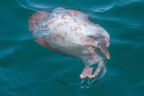 Seven-armed Octopus