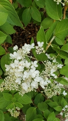 Hydrangea arborescens
