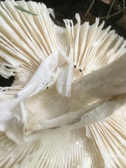 Amanita submaculata