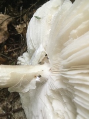 Amanita submaculata