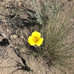 Calochortus aureus