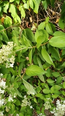 Hydrangea arborescens