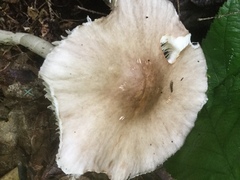 Amanita submaculata