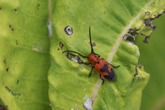Tetraopes melanurus