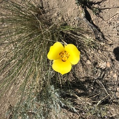 Calochortus aureus