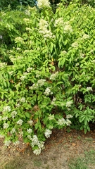 Hydrangea arborescens