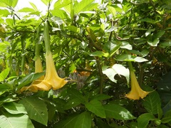 Brugmansia versicolor