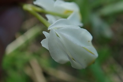Primula standleyana