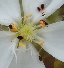 Halotydeus destructor