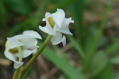 Primula standleyana
