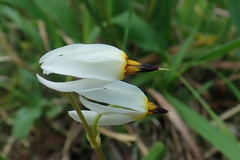 Primula standleyana