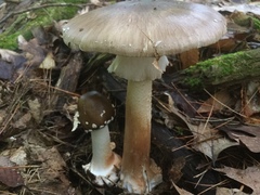 Amanita brunnescens image