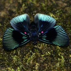 Lyropteryx apollonia